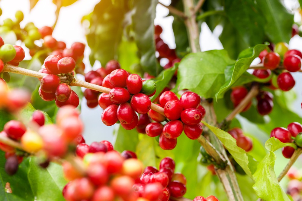 Cultivo de caf&eacute; bajo sombra