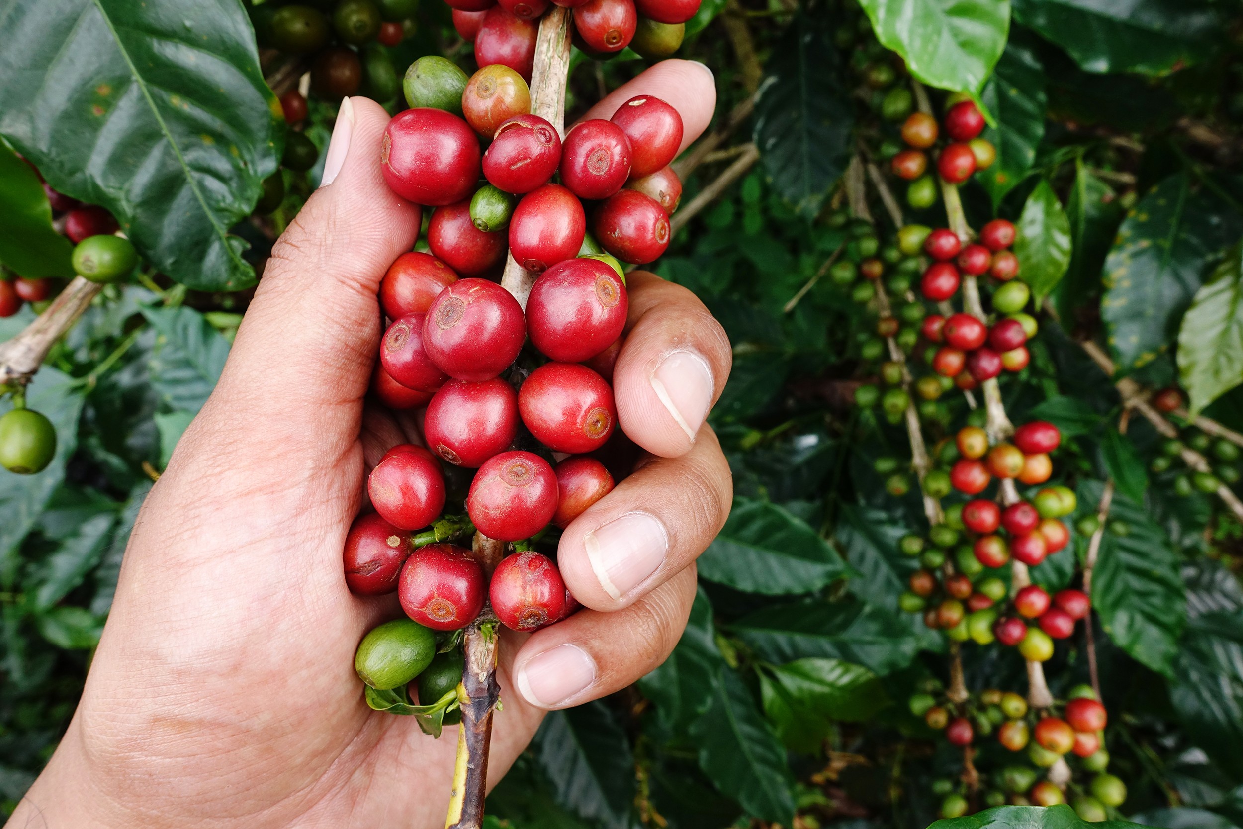 Flores y cerezas de caf&eacute;