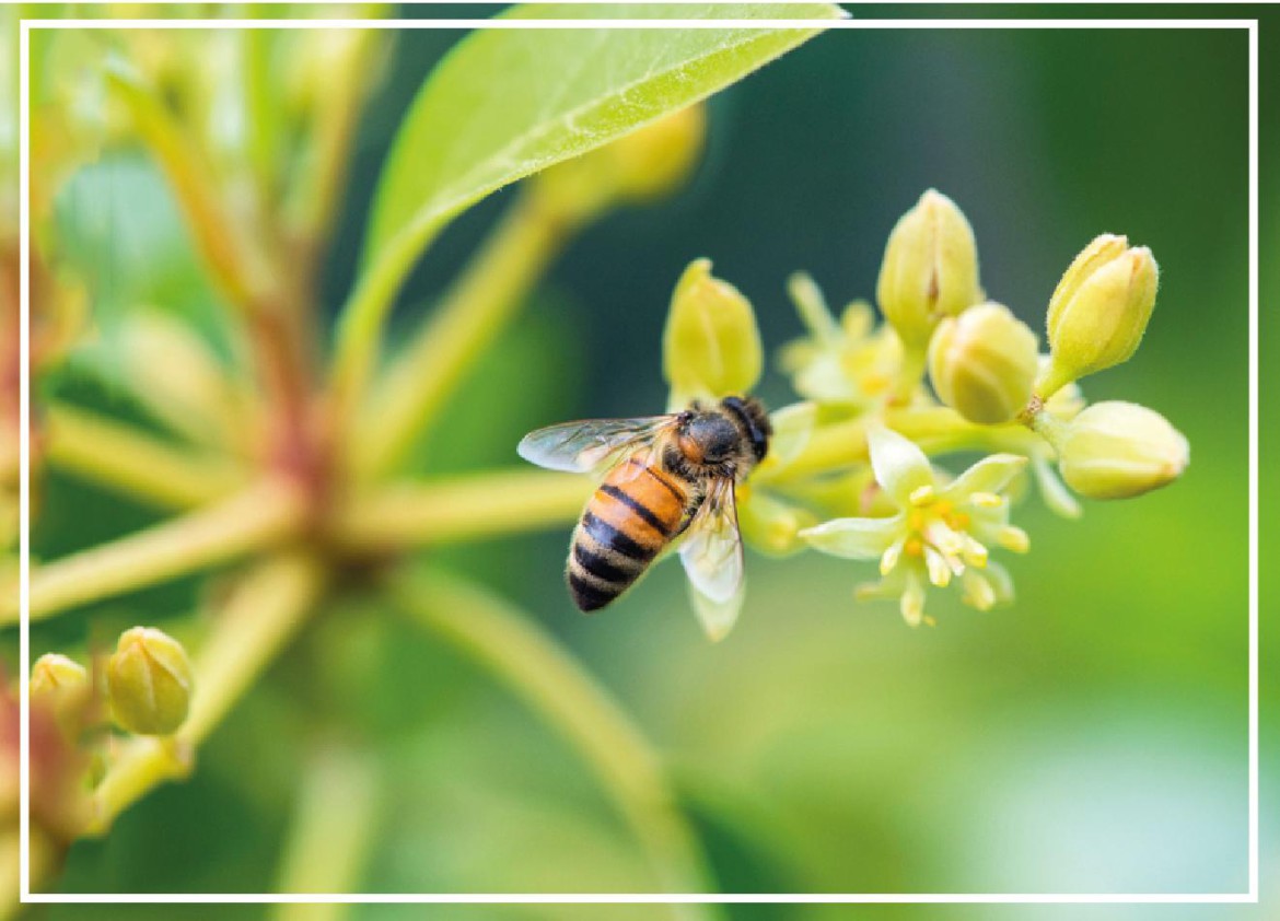 Las abejas y su importancia en la agricultura